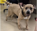 Small #1 Mutt