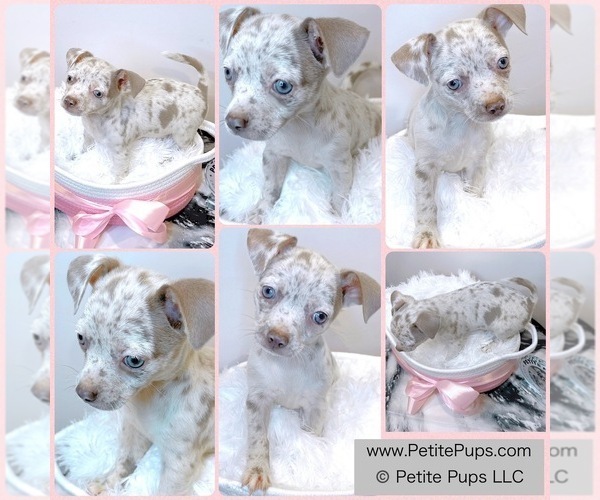 Medium Photo #1 Chihuahua Puppy For Sale in OZONE PARK, NY, USA