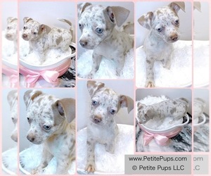 Chihuahua Puppy for sale in OZONE PARK, NY, USA