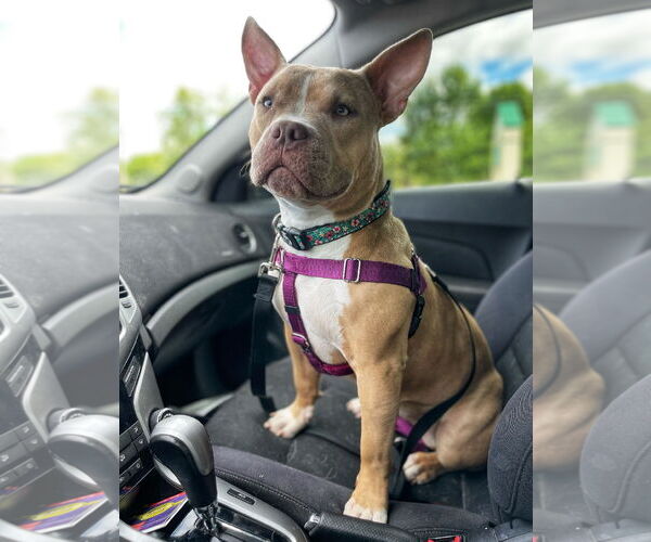 Medium Photo #4 American Pit Bull Terrier-Unknown Mix Puppy For Sale in Grafton, WI, USA