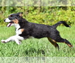 Small #2 Miniature Australian Shepherd