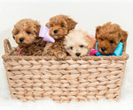 Small Photo #2 Maltipoo Puppy For Sale in LITTLE ROCK, AR, USA