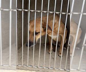 Mutt Dogs for adoption in Oklahoma City, OK, USA