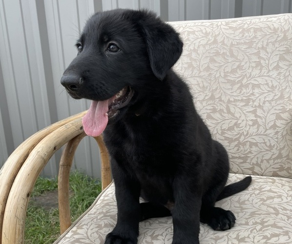Medium Photo #1 German Shepherd Dog Puppy For Sale in BERRY, AL, USA