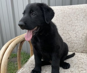 Medium German Shepherd Dog