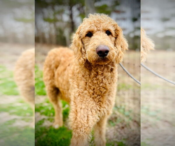 Medium Photo #3 Poodle (Standard)-Unknown Mix Puppy For Sale in Pacolet, SC, USA
