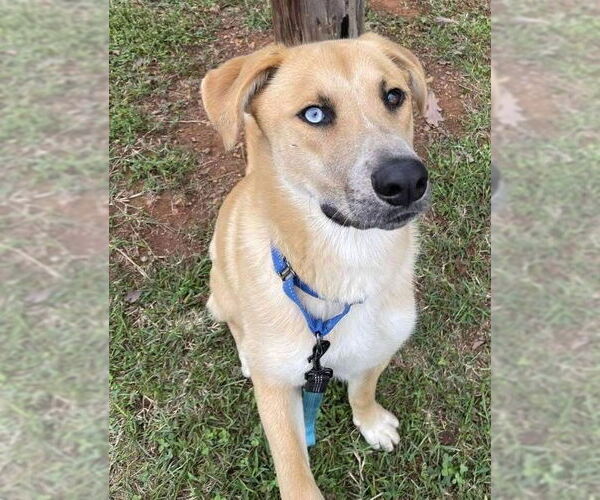 Medium Photo #19 Retriever -Unknown Mix Puppy For Sale in Rustburg, VA, USA