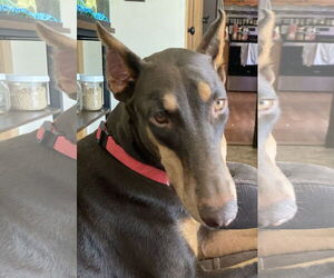 Doberman Pinscher Dogs for adoption in Buffalo, MN, USA