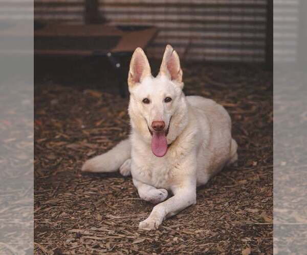 Medium Photo #2 Unknown-white german shepherd Mix Puppy For Sale in Rustburg, VA, USA