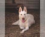 Small #1 white german shepherd Mix