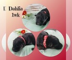 Puppy Dahlia German Shepherd Dog