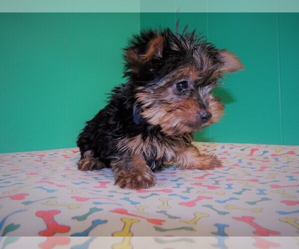 Medium Photo #5 Yorkshire Terrier Puppy For Sale in PATERSON, NJ, USA