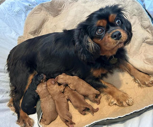 Mother of the Cavapoo puppies born on 01/06/2024