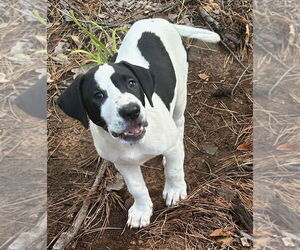 Labrador Retriever-Unknown Mix Dogs for adoption in Rockaway, NJ, USA