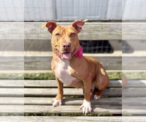 American Pit Bull Terrier-Unknown Mix Dogs for adoption in Spring Lake, NJ, USA