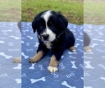 Small #3 Australian Shepherd
