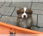 Small Photo #2 Australian Shepherd Puppy For Sale in COLESVILLE, MD, USA