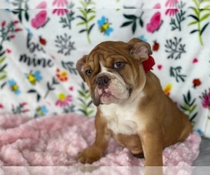 Bulldog Puppy for sale in POWHATAN, VA, USA