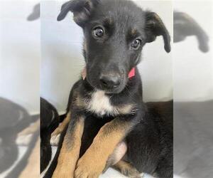 German Shepherd Dog-Unknown Mix Dogs for adoption in Houston, TX, USA