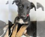 Small German Shepherd Dog Mix
