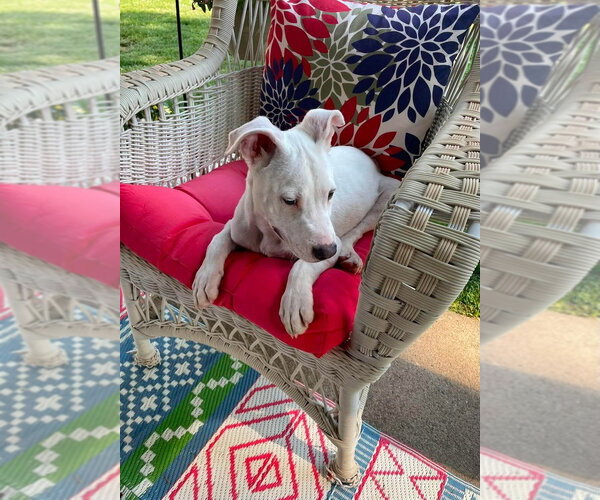 Medium Photo #4 Mutt Puppy For Sale in Wenonah, NJ, USA