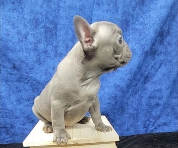 Medium Photo #5 French Bulldog Puppy For Sale in BLAKESBURG, IA, USA