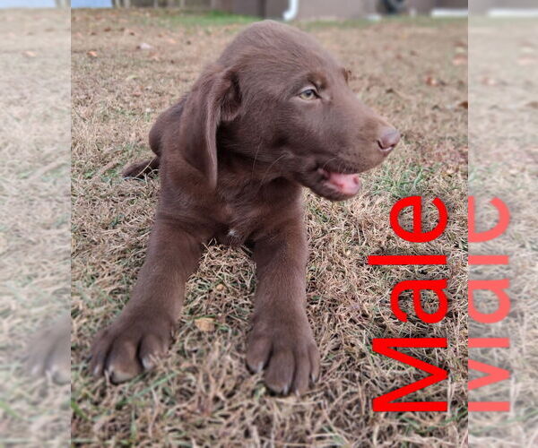 Medium Photo #2 Labrador Retriever Puppy For Sale in BRISTOL, TN, USA