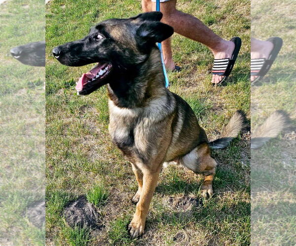 Medium Photo #10 Mutt Puppy For Sale in Stevens Point, WI, USA