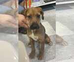Small Mutt