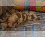 Small Photo #126 Great Dane Puppy For Sale in SPRAGGS, PA, USA