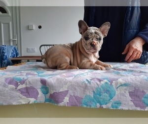 French Bulldog Dog for Adoption in Kaposvar, Somogy Hungary