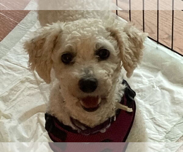 Medium Photo #1 Bichon Frise Puppy For Sale in Wheaton, IL, USA