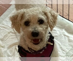 Bichon Frise Dogs for adoption in Wheaton, IL, USA