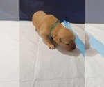 Small #8 Golden Retriever