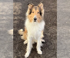 Collie Dogs for adoption in Bellevue, WA, USA