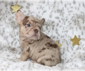 French Bulldog Puppy for sale in CHARLESTON, SC, USA