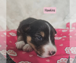 Australian Shepherd Puppy for sale in PHOENIX, AZ, USA