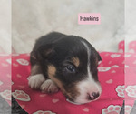 Image preview for Ad Listing. Nickname: Hawkins