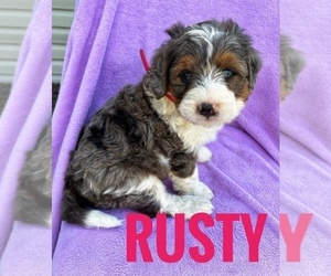 Miniature Bernedoodle Litter for sale in HERNDON, KY, USA