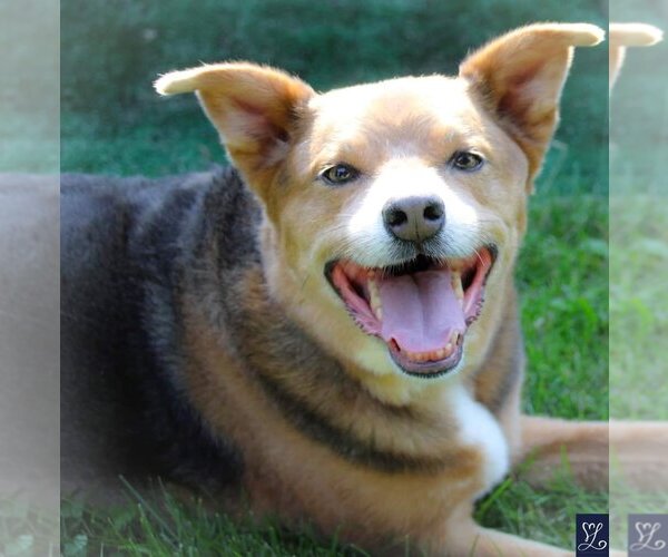 Medium Photo #10 Mutt Puppy For Sale in Lockport, NY, USA
