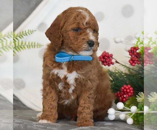 Medium Photo #2 Goldendoodle (Miniature) Puppy For Sale in GORDONVILLE, PA, USA