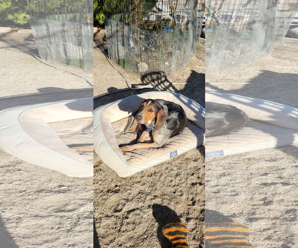 Medium Photo #5 Bluetick Coonhound Puppy For Sale in Las Vegas, NV, USA
