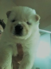 Chow Chow Puppy for sale in WEATHERFORD, TX, USA