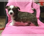 Small Photo #6 Chihuahua-Chorkie Mix Puppy For Sale in BATTLE CREEK, MI, USA