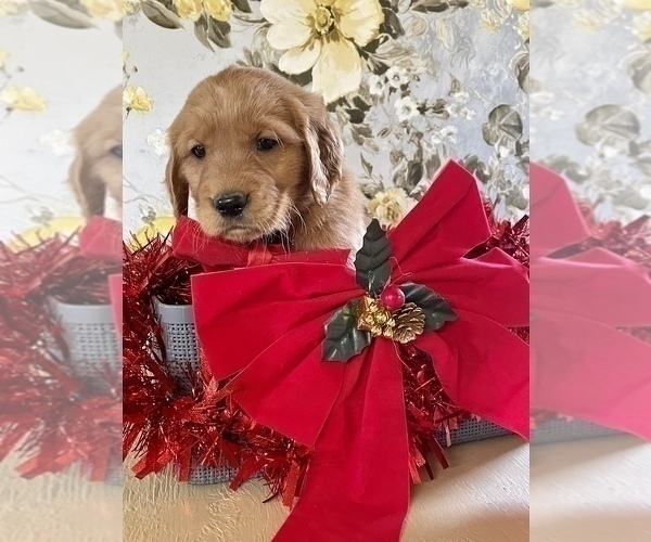 Medium Photo #10 Golden Retriever Puppy For Sale in AMITY, AR, USA