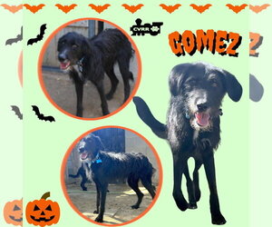 German Wirehaired Pointer-Unknown Mix Dogs for adoption in Lindsay, CA, USA