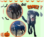 Gomez - Male German Wirehaired Pointer-Unknown Mix Dog for Adoption - Small photo