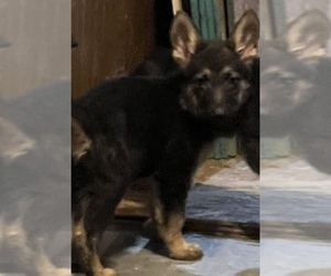 German Shepherd Dog Puppy for sale in WOOSTER, OH, USA