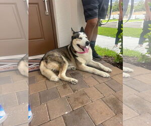 Siberian Husky Dogs for adoption in Miami, FL, USA