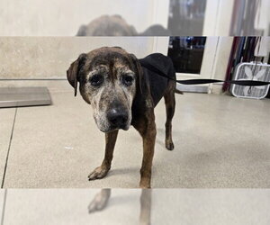 Catahoula Leopard Dog Dogs for adoption in Riverside, CA, USA
